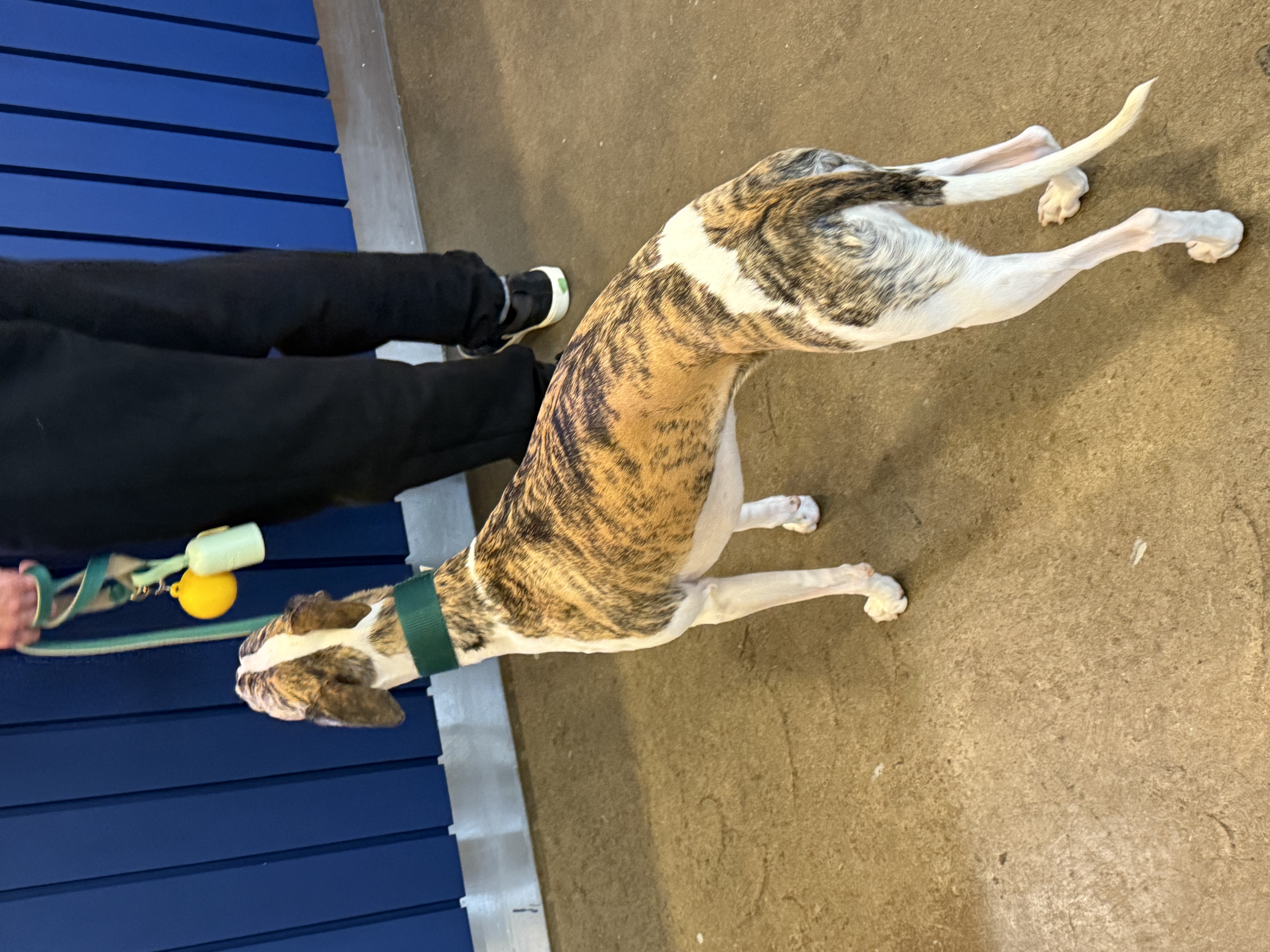 A dog on a leash facing away from the camera